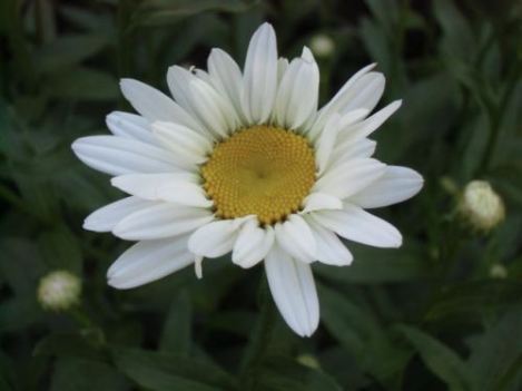 Blog Photo - Flowers for Sister White Daisy