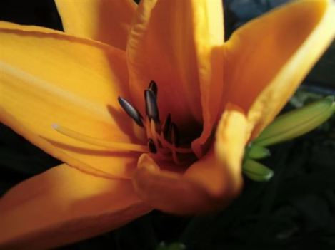 Blog Photo - Flowers for Sister Yellow Lily